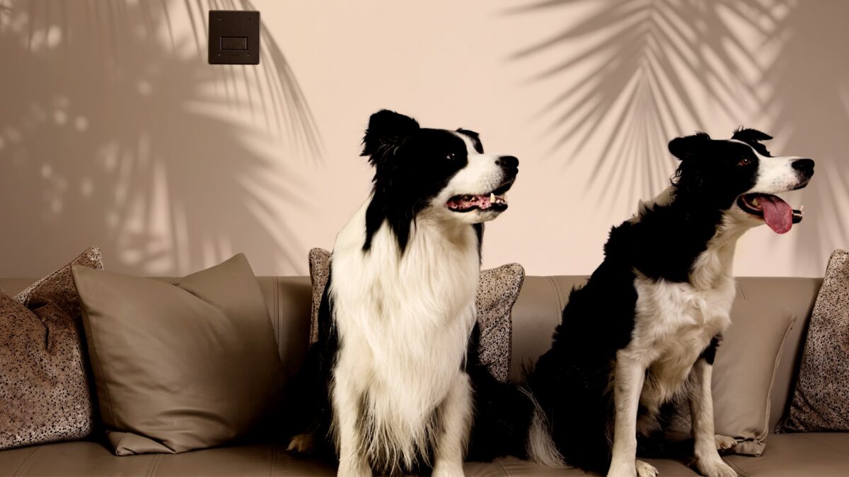 Automist protects dogs from fire